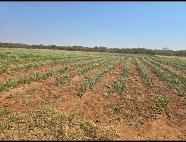43HA FARM FOR SALE IN MOPANE